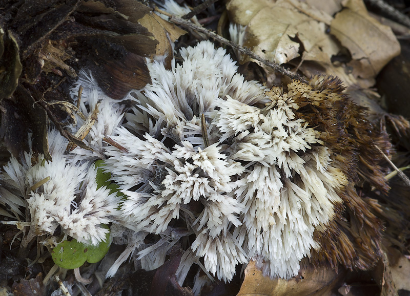 Thelephora penicillata